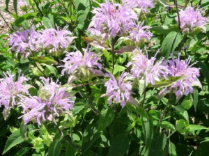 Native Plant & Sustainable Landscaping in Oakland County, MI | Creating ...